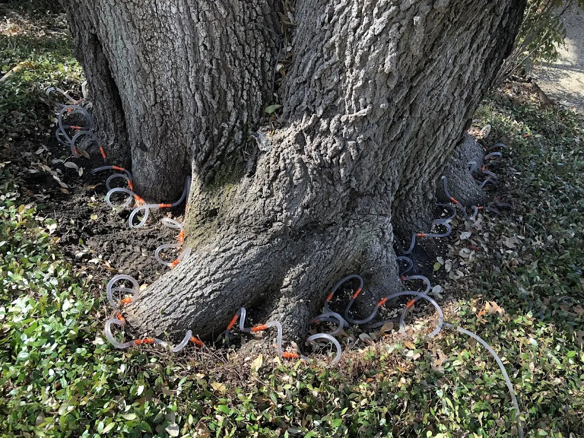 Detailed Tree Cabling and Bracing job site in Raphine