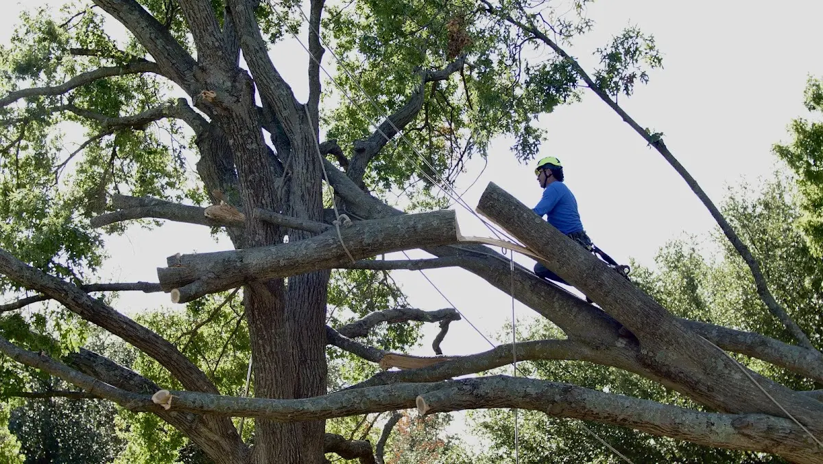 Professional Hazardous Tree Removal performed by certified arborists in Raphine
