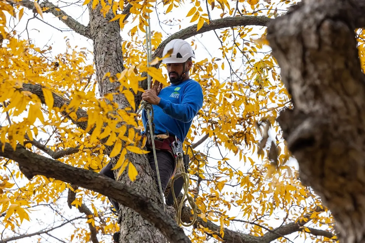 Skilled Tree Trimming crew working in Raphine