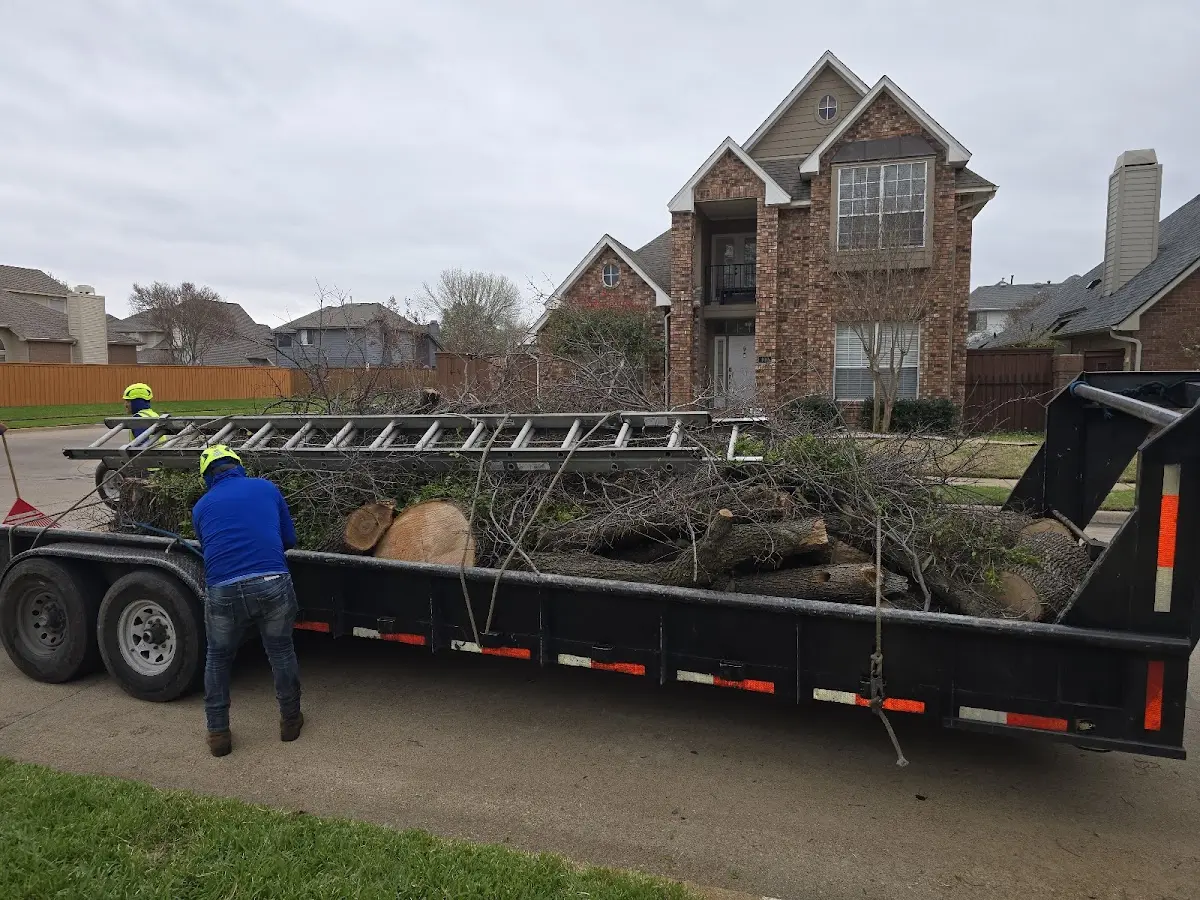 Expert Tree Pest Control with proper safety equipment in Raphine